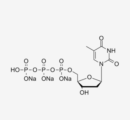 DTTP Deoxythymidine Triphosphate 100mM โซลูชัน 2'-Deoxythymidine-5'-Triphosphate CAS 18423-43-3