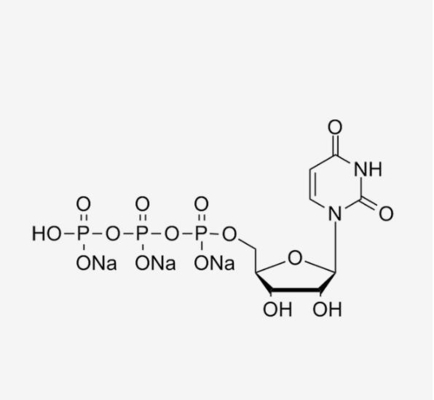 UTP 100mM สารละลาย Uridine-5'-Triphosphate Trisodium Salt CAS 19817-92-6